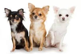 Long Hired Chihuahuas Sivava Kopekler Kopek
