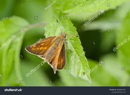 Image result for Ochlodes sylvanus