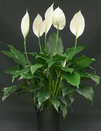 When it blooms, the peace lily produces a white flower. Spathiphyllum The Indestructible Plant
