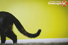 Cara meningkatkan daya tahan tubuh yang lemah. Kucing Mempunyai Ekor Botak Mengapa Dan Apa Yang Harus Dilakukan