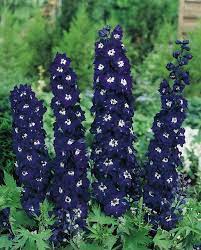 Pacific Giant King Arthur Delphinium Seeds Perennial Flower Seeds