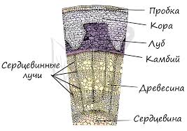 Как стебель растет в толщину