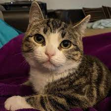 Mini Cat Town Kitten Rescue S Instagram Profile Post Update On Tiny Tina Our Favorite Dwarf Kitty She Is Doing Well She H Kitten Rescue Tiny Tina Kitten