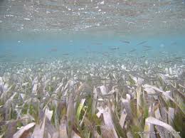 Image result for Thalassia