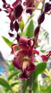 Pin By Haikal Pasya On Orchids Beautiful Orchids Orchids Plants