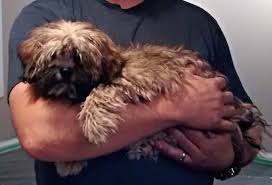 While many people prefer a purebred dog they can be any mixture of the colors brown, white, black, gray, or brindle. Shih Poo Dog Breed Information And Pictures