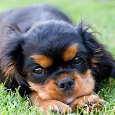 Jo cavalier king charles spaniels puppies for sale now text me your email and the breed of puppy you re interested in purchasing at () x. Cavalier King Charles Spaniel Puppies For Sale Texas