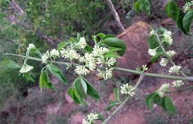 Image result for Psydrax livida