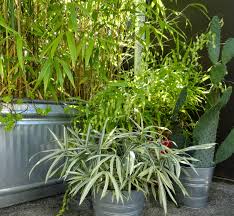 Image result for Pleioblastus fortunei