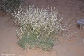 Image result for Stipagrostis