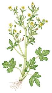 Image result for Ranunculus sceleratus
