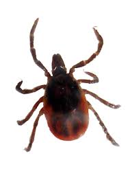 About Ticks Lyme Disease Action