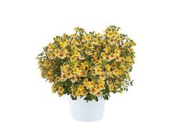 Image result for Jamesbrittenia