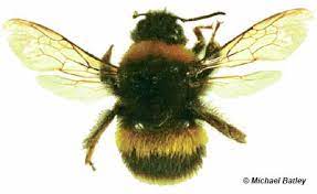 They're huge, with big leathery wings and simply gigantic pincers, and they like. How To Identify A Bumble Bee