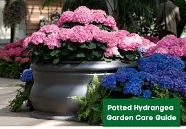Hydrangeas showcase beautiful blue, pink, or white flowers in the how to plant a succulent container garden. Potted Hydrangea Garden Care Tips Multigardening