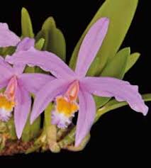 Image result for Rhipidoglossum burttii