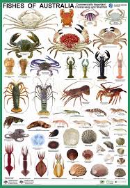 Poster Crustacean Species Ocean Fishing Kayak With Foot Pedals Kayak Fishing Gear Must Marine Animals Sea Animals Ocean Creatures