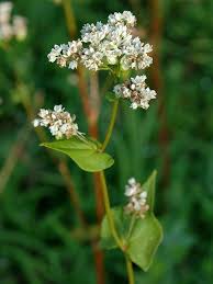Image result for Fagopyrum esculentum