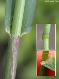 Image result for Setaria pumila