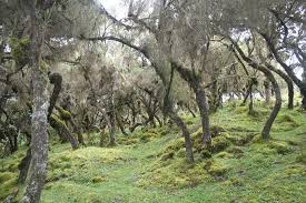 Image result for Erica kingaensis