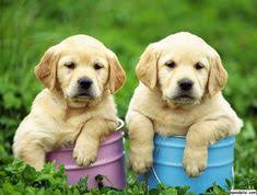 Kopek Resimleri Labrador Retrievers Labradors Yavru Kopek