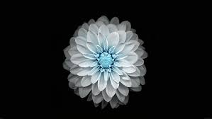 The tippled designed black and white vector background will be nice on blog site background. Hd Wallpaper White And Blue Petaled Flower Flowers Black Simple Background Wallpaper Flare