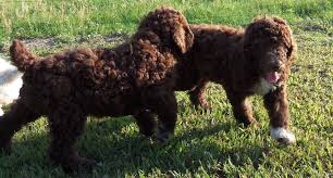 We are here to help you to find your furry friends (corgi, shiba. Double Registered Akc Ckc Royal Standard Poodle Puppies Poodle Puppy Standard Poodle Puppy Standard Poodle
