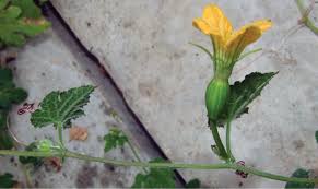 Image result for Eureiandra sp. A