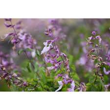Image result for Ocimum labiatum
