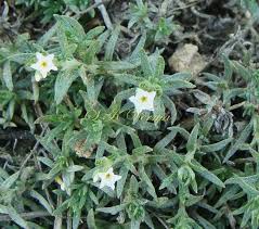 Image result for Euploca strigosa