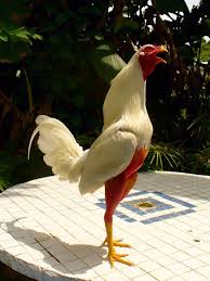 Birds Of A Feather Flock Together Meaning In Tamil Pin On Gallo Fino De Puerto Rico