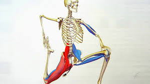 Your inner thigh muscles, your hip adductors, can be the key to athleticism and power. Tip The Right And Wrong Way To Stretch Hip Flexors T Nation