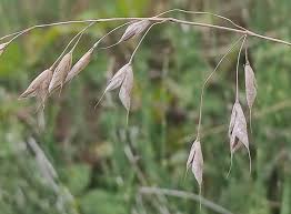 Image result for Bromus leptoclados