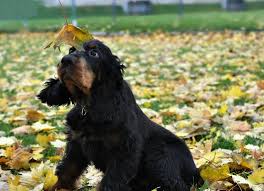 Image result for skotský setr gordonsetr