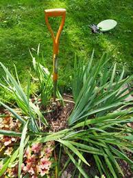 You can see them to the left of the shovel in the next photos. How And When To Divide Irises 27 East