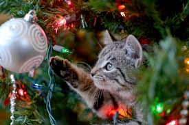 10 ways to maximize safety & minimize mayhem. Why Do Cats Hate Christmas Trees A Veterinarian Weighs In