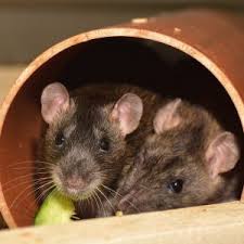 So even at a very young age they will know how to interact with humans. 16 Common Pet Rat Behaviors Lafeber Co Small Mammals