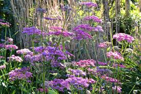 Image result for Pimpinella buchananii