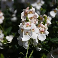 Image result for Diascia