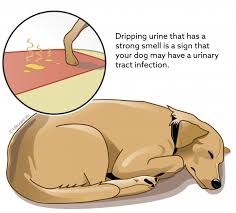 These solutions can help to relieve the discomfort associated with a uti and reduce or eliminate the infection. Urinary Tract Infections Utis In Dogs Vca Animal Hospital