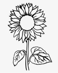 Search through 52634 colorings, dot to dots, tutorials and silhouettes. Sunflower Flower Coloring Pages Hd Png Download Kindpng