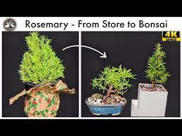 Image result for rosemary bonsai