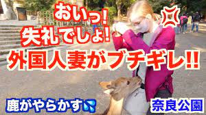 ガチ注意】外国人妻が失礼過ぎる鹿にブチ切れ！鹿がやらかしました【奈良公園】 - YouTube