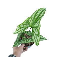 Image result for Cercestis congensis