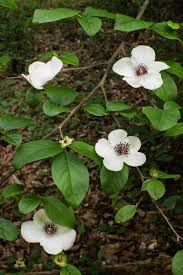 Image result for Theaceae