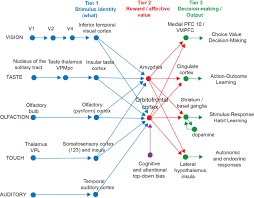 Schematic Diagram Showing Some Of The Connections Of The Taste Download Scientific Diagram