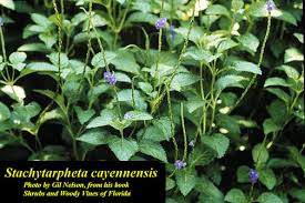 Image result for Stachytarpheta cayennensis