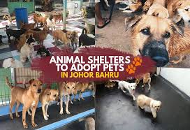Check out malaysia's most adorable pets for adoption! Animal Shelters To Adopt Pets In Johor Bahru Johor Now