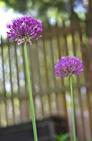 Southern africa is home to the pompom tree (dais cotinifolia), hardy in u.s. For The Love Of Pom Poms And Allium Buzzmills
