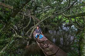 Mereka membentuk populasi dan hinggap di pepohonan. Cagar Alam Rawa Danau Hutan Rawa Air Tawar Terbesar Di Jawa